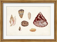 Framed Antique Shell Anthology V