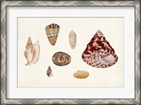 Framed Antique Shell Anthology V