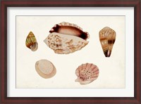 Framed Antique Shell Anthology VI