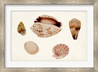 Framed Antique Shell Anthology VI
