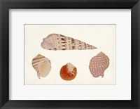 Framed Antique Shell Anthology VII
