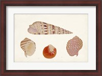 Framed Antique Shell Anthology VII