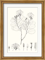 Framed Illustrative Leaves I