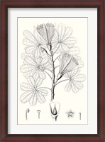 Framed Illustrative Leaves II