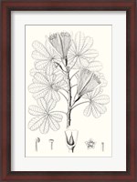 Framed Illustrative Leaves II