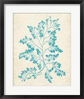 Aquamarine Seaweed I Framed Print