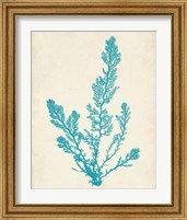 Framed 'Aquamarine Seaweed VI' border=