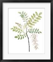 Soft Green Botanical I Framed Print