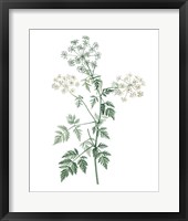 Soft Green Botanical II Framed Print