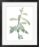 Soft Green Botanical III Framed Print