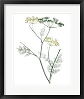 Soft Green Botanical IV Framed Print