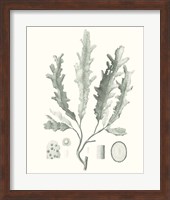 Framed Sage Green Seaweed I