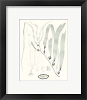 Framed 'Sage Green Seaweed III' border=