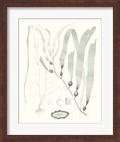 Framed Sage Green Seaweed III