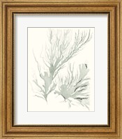 Framed Sage Green Seaweed IV