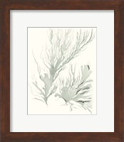 Framed 'Sage Green Seaweed IV' border=