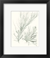 Framed 'Sage Green Seaweed IV' border=
