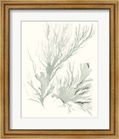 Framed Sage Green Seaweed IV