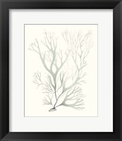 Framed Sage Green Seaweed V