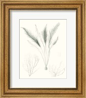 Framed Sage Green Seaweed VIII