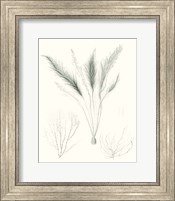 Framed Sage Green Seaweed VIII