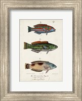 Framed Antique Fish Trio I