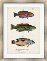 Framed Antique Fish Trio I