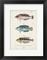 Framed Antique Fish Trio II