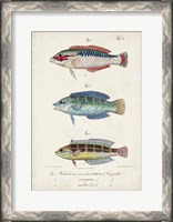 Framed Antique Fish Trio II