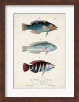 Framed Antique Fish Trio III