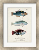 Framed Antique Fish Trio III