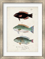 Framed Antique Fish Trio IV