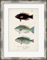 Framed Antique Fish Trio IV