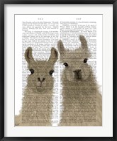 Framed Llama Duo, Looking at You Book Print