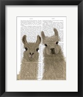Framed Llama Duo, Looking at You Book Print