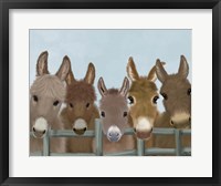 Framed Donkey Herd at Fence