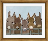 Framed Donkey Herd at Fence