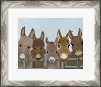 Framed Donkey Herd at Fence