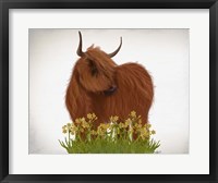 Framed Highland Cow, Daffodil