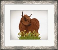Framed Highland Cow, Daffodil