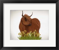 Framed Highland Cow, Daffodil