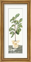 Framed Fig Tree
