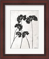 Framed Queen Anne's Lace I