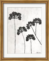 Framed Queen Anne's Lace II