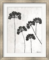 Framed Queen Anne's Lace II