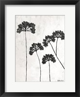 Queen Anne's Lace II Framed Print