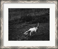 Framed Running Horse