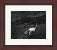 Framed Running Horse