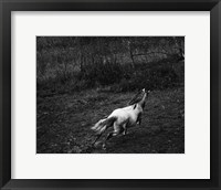 Framed Running Horse