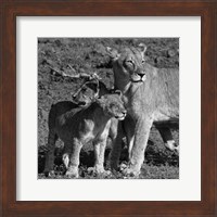 Framed Lioness and Cubs